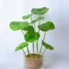Artificial Flower 23*21*34CM Lotus Leaf in glass pot GS-06919036
