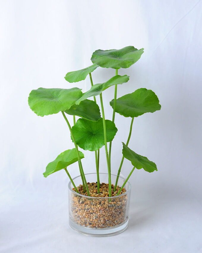 Artificial Flower 23*21*34CM Lotus Leaf in glass pot GS-06919036