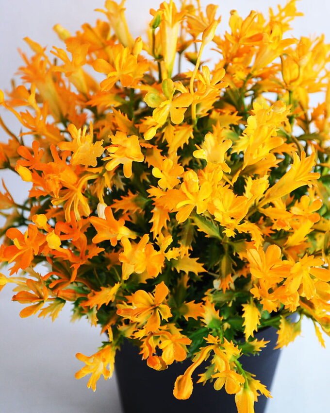 Artificial Flower 21*21*22cm Mini flower in plastic pot GS-03319253-O1