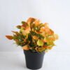 Artificial Flower 19*19*21cm Mini flower in plastic pot GS-03319254-O1 1 Artificial Flower 19*19*21cm Mini flower in plastic pot GS-03319254-O1