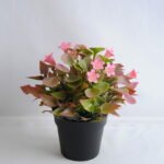 Artificial Flower 19*19*21cm Mini flower in plastic pot GS-03319254-P1