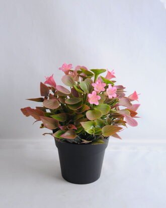 Artificial Flower 19*19*21cm Mini flower in plastic pot GS-03319254-P1