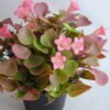Artificial Flower 19*19*21cm Mini flower in plastic pot GS-03319254-P1