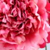 Artificial Flower 42*53CM PEONY BUSH*5 GS-26219017-R1