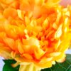 Artificial Flower 42*53CM PEONY BUSH*5 GS-26219017-Y1