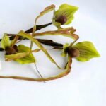 Artificial Flower 26*92cm Paphiopedilum*3 GS-39119011-G2