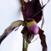 Artificial Flower 26*92cm Paphiopedilum*3 GS-39119011-Z2