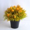 Artificial Flower 19*19*21cm Plastic fruit in plastic pot GS-03319255-O1
