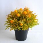 Artificial Flower 19*19*21cm Plastic fruit in plastic pot GS-03319255-O1