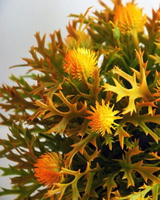 Artificial Flower 19*19*21cm Plastic fruit in plastic pot GS-03319255-O1