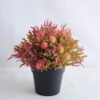 Artificial Flower 19*19*21cm Plastic fruit in plastic pot GS-03319255-R1