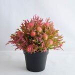 Artificial Flower 19*19*21cm Plastic fruit in plastic pot GS-03319255-R1
