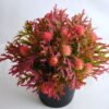 Artificial Flower 19*19*21cm Plastic fruit in plastic pot GS-03319255-R1