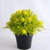 Artificial Flower 19*19*21cm Plastic fruit in plastic pot GS-03319255-Y1 1 Artificial Flower 19*19*21cm Plastic fruit in plastic pot GS-03319255-Y1
