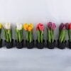Artificial Flower 9*5*26CM Tulip*5 in plastic pot GS-24519011-R1