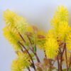 Artificial Flower 29*45CM  grass spray bush*5 GS-36619009-Y1