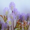Artificial Flower 29*45CM  grass spray bush*5 GS-36619009-Z1