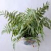 Artificial Plant 34*29*29CM Fern In Tin Pot GS-06919051