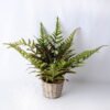 Artificial Plant 42*42*35CM Fern In Tin Pot GS-06919054