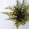 Artificial Plant 42*42*35CM Fern In Tin Pot GS-06919054
