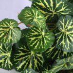Artificial Plant Figure Begonia Leaves Hanging*11 GS-29819016