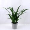Artificial Plant 33*27*45CM Gladiolus leaves in plastic pot GS-52719033