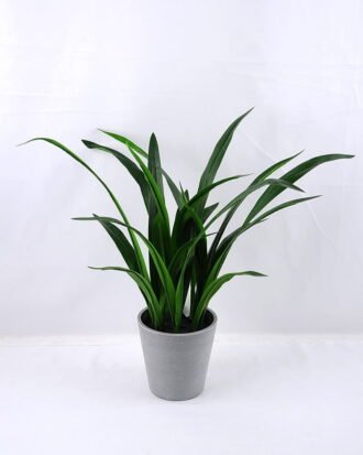 Artificial Plant 33*27*45CM Gladiolus leaves in plastic pot GS-52719033 Potted Flowers&Plants YeahFlower is one of Chinese leading OEM manufacturers and exporters , supplying the silk flowers, wholesale artificial trees Artificial Plant 33*27*45CM Gladiolus leaves in plastic pot GS-52719033