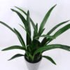 Artificial Plant 33*27*45CM Gladiolus leaves in plastic pot GS-52719033