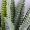 Artificial Plant 28*45CM Grass Bush GS-54419011