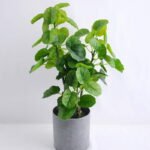 Artificial Plant 22*23*47CM Green polyscias in plastic pot GS-52719031