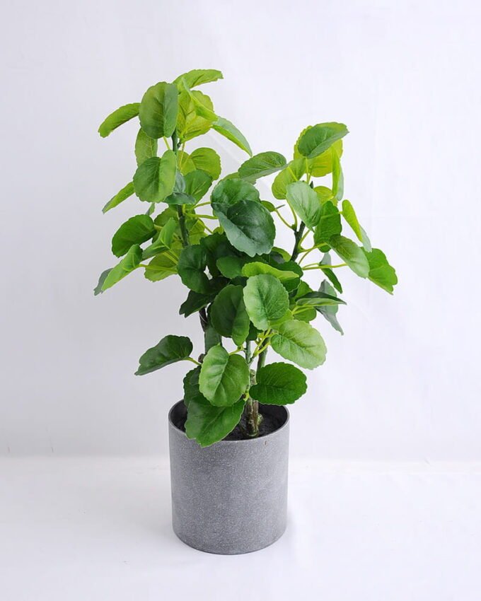 Artificial Plant 22*23*47CM Green polyscias in plastic pot GS-52719031