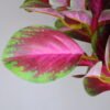 Artificial Plant 26*47CM Leaves Spray*3 GS-15419033-R1