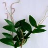 Artificial Plant 39*111.5CM SINGLE BEAN LEAVES GS-26219008