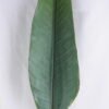 Artificial Plant 17*114CM Single Bird of paradise GS-50519009