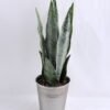Artificial Plant 12*40CM Succulent in metal pot GS-30319031