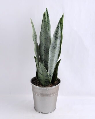 Artificial Plant 12*40CM Succulent in metal pot GS-30319031
