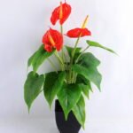 Artificial Tree ANTHUNIUM PLANT *3 W/ PLASTIC POT GS-0450173-GSML