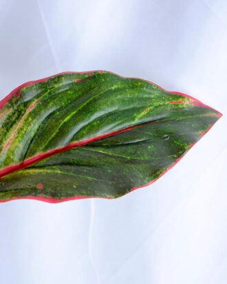 Artificial Tree 44*35*47cm Evergreen*5 GS-39119003-G1