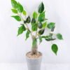 Artificial Tree 17*30*46cm Ficus Tree In Paper Pot GS-24519022