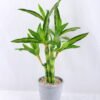 Artificial Tree 25*26*45cm Potted Bamboo In Paper Pot GS-24519019