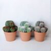 Artificial succulent 22.5*19*26.5CM Cactus in plastic pot GS-45219099