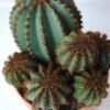 Artificial succulent 22.5*19*26.5CM Cactus in plastic pot GS-45219099