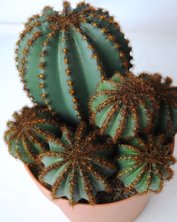 Artificial succulent 22.5*19*26.5CM Cactus in plastic pot GS-45219099