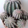 Artificial succulent 22.5*19*26.5CM Cactus in plastic pot GS-45219099