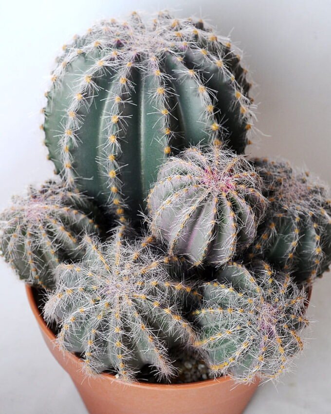 Artificial succulent 22.5*19*26.5CM Cactus in plastic pot GS-45219099