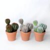 Artificial succulent 14*13*22CM Cactus in plastic pot GS-45219101 1 Artificial succulent 14*13*22CM Cactus in plastic pot GS-45219101