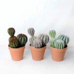 Artificial succulent 14*13*22CM Cactus in plastic pot GS-45219101