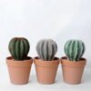 Artificial succulent 10.5*10 Artificial succulent 10.5*10.5*18CM Cactus in plastic pot GS-45219102