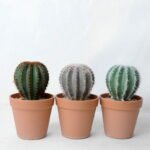 Artificial succulent 10.5*10.5*18CM Cactus in plastic pot GS-45219102