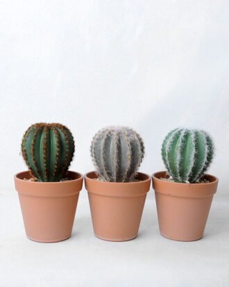 Artificial succulent 10.5*10.5*18CM Cactus in plastic pot GS-45219102 Succulent YeahFlower is one of Chinese leading OEM manufacturers and exporters , supplying the silk flowers, wholesale artificial trees Artificial succulent 10.5*10.5*18CM Cactus in plastic pot GS-45219102